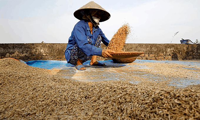 Giá Gạo Xuất Khẩu Của Việt Nam Đang Có Xu Hướng Giảm